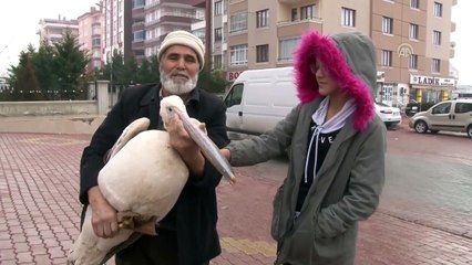 Yaralı pelikana bir gece evinde baktı - KONYA