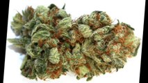 Buy Recreational Marijuana Seed Online | Buy Xanax Online | Buy Anabol 10mg Online