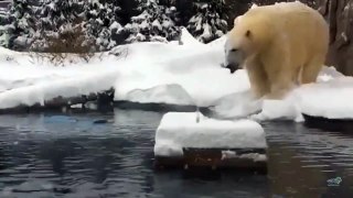 Polar bear has field day during icy New York winter storm