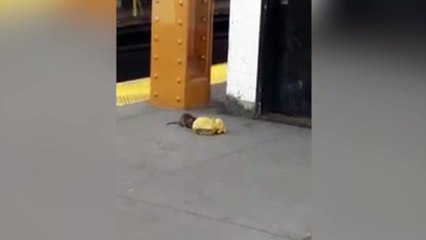 Las ratas neoyorquinas no perdonan la más mínima oportunidad