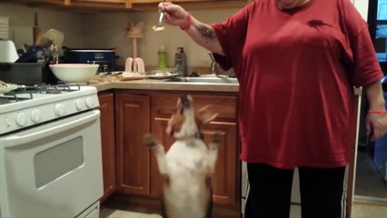 Cutest Beagle Compilation 2019   Best Funny Beagle Videos Ever