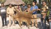 Belakoba Forest Range officers seize 10 Ft Long leopard skin, WATCH VIDEO | Oneindia News