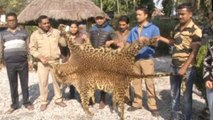 Belakoba Forest Range officers seize 10 Ft Long leopard skin, WATCH VIDEO | Oneindia News
