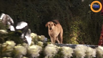 Ce chien errant s'est incrusté dans un défilé de mode !