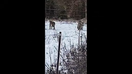 Plusieurs lynx vus en bord de route dans le haut Jura