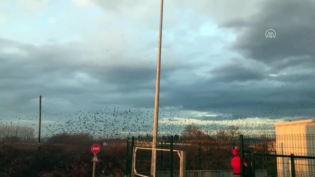 Sığırcık kuşları görsel şölen sundu - SAKARYA