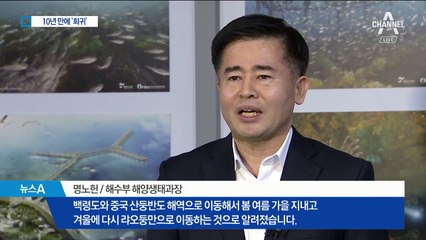 천연기념물 ‘점박이물범’…백령도 또 왔네