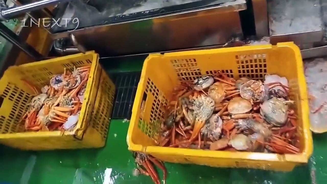 Extreme Modern Automatic Crab Process Machine, Amazing Smart Crab Processing Machines Factory