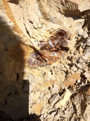 Bayburt'ta Kömür Diye Toplanıp Yakılan Taşın Kehribar Olduğu Öğrenilince, Bir Çok Ülke Almak İçin Sıraya Girdi