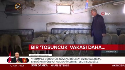 Bir 'Tosuncuk' vakası daha...