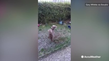 Dog can't contain excitement as he sees snow for 1st time