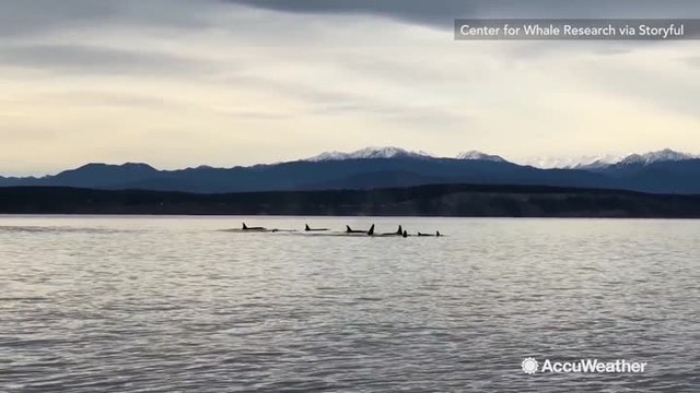 Newborn orca whale gives hope for the species' endangered population