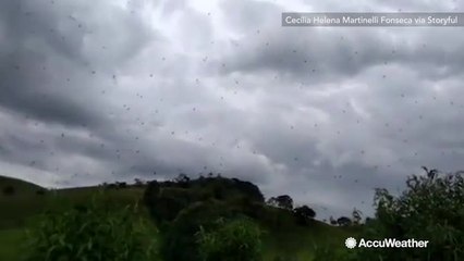 Thousands of spiders create massive web in the sky