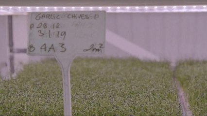 Un potager écolo dans les entrailles de Londres