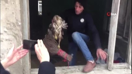 Yaralı Halde Bulunan Doğan Tedavi Edildi