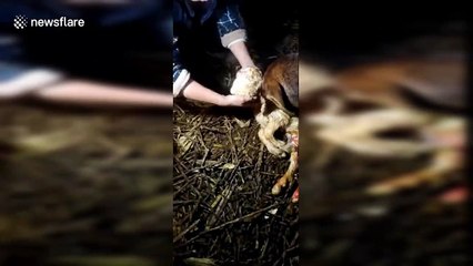 Sheep born with two heads in eastern China