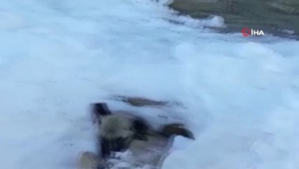 Üzerine Kar Yığını Düşen Donmak Üzereyken Kurtarıldı