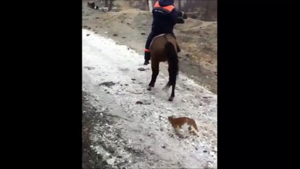 Un chat s'accroche à la queue d'un cheval qui va lui mettre un coup de sabot pour s'en débarrasser