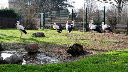 Des cigognes bichonnées