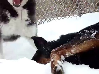 Husky and rottweiler playing in the snow