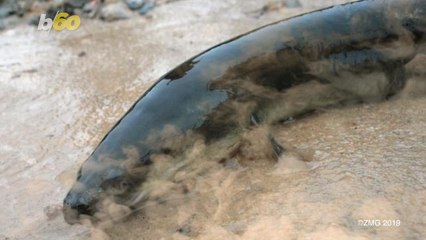 Wildlife in the River Thames May be 'Left Hyperactive' Due to Cocaine in the Waterway