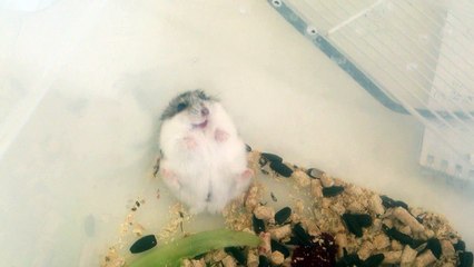 Hamster Doesn't Like to be Handled