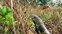 Primitive Technology: Easy Quick Python Snake Trap Using Slingshot & Fish Made By Smart Man