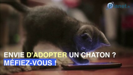 Attention à la nouvelle escroquerie Facebook : l'arnaque aux chatons !