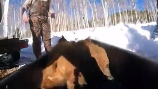 Sleepy orphaned bear cubs towed by sledge to new winter dens