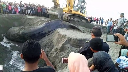 Ils enterrent le corps d'une baleine échouée sur la plage
