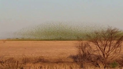 Il filme la migration de milliers d'oiseaux et c'est impressionnant