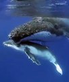 Ecoutez la chant des baleines : magnifique