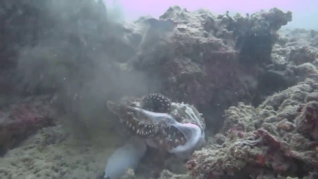 Terrible combat entre 2 poulpes en pleine mer