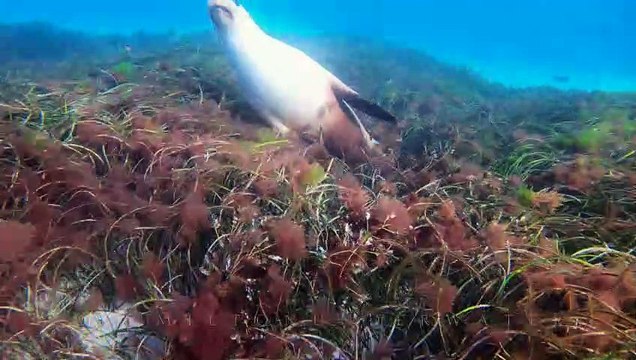 Endangered Sea Lion Says Hello