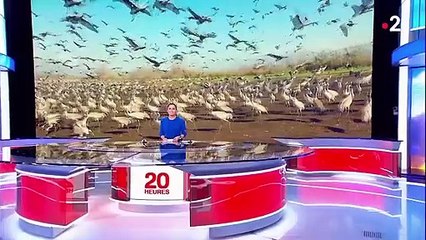 Réchauffement climatique : les oiseaux migrateurs perdent la boussole
