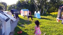 Funny Pitbull Compilation 2017