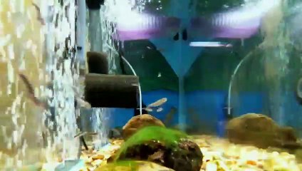 EPCAMR's Brook Trout Tank Live Stream 01/21/19