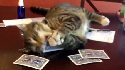 Cats Attack Compilation! Epic - Funny Cat Clips