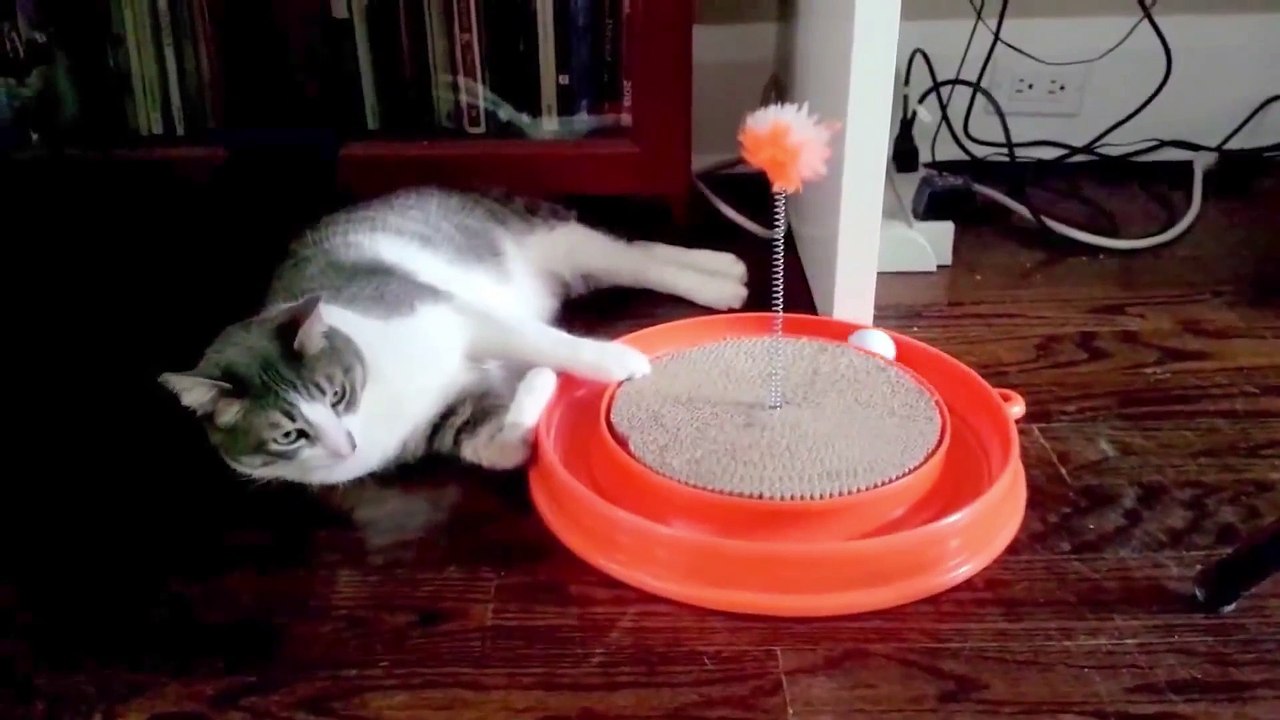 Cats Don't Care Funny Pets Videos  Best Funny Cat Videos Ever #1