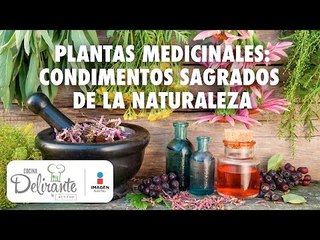 4 plantas medicinales | Cocina Delirante