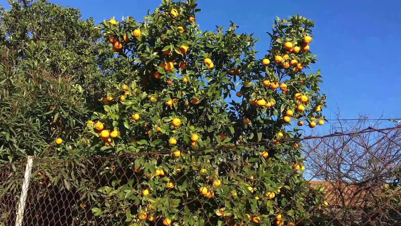 Uma feira livre em Portugal.