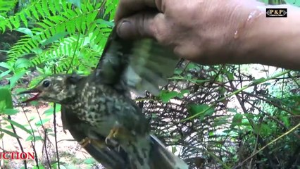 Yos Hav Zoov Tua Npuas Teb Sab Moos Mauj