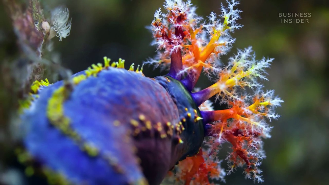 Why Sea Cucumbers Are So Expensive _ So Expensive
