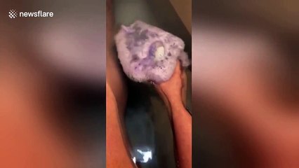 Startled cat stands on hind legs and stares at fizzling bath bomb