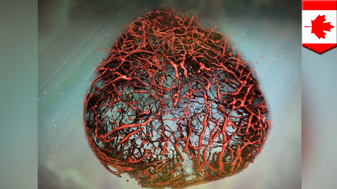 Scientists grow human blood vessels in lab for the first time