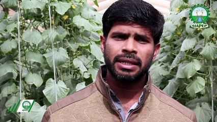 Drip irrigation system implemented by SIAPEP in Tando Allahyar - Success Story