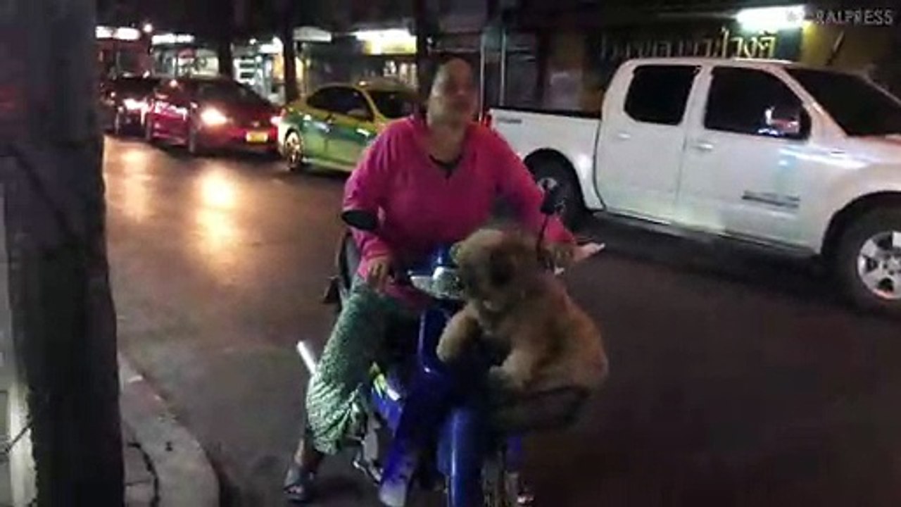 Big Dog In Motorcycle Basket