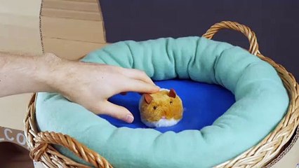 How to make Amazing Kitten Cat Pet House from Cardboard