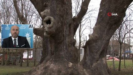 12 Asırlık Dev Çınar Havadan Görüntülendi