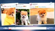 Le web en deuil après la mort de Boo, le chien le plus mignon du monde - Regardez